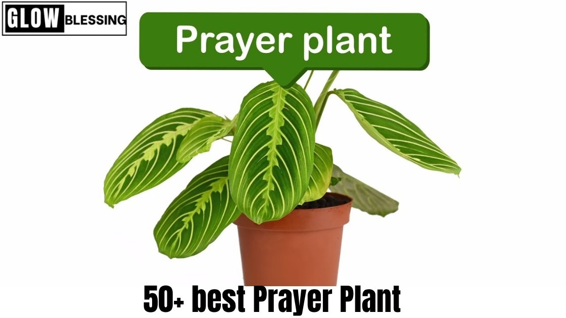 best Prayer Plant 