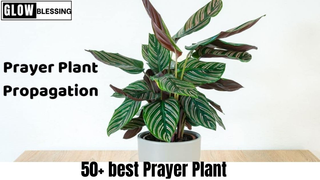 50+ best Prayer Plant (1)